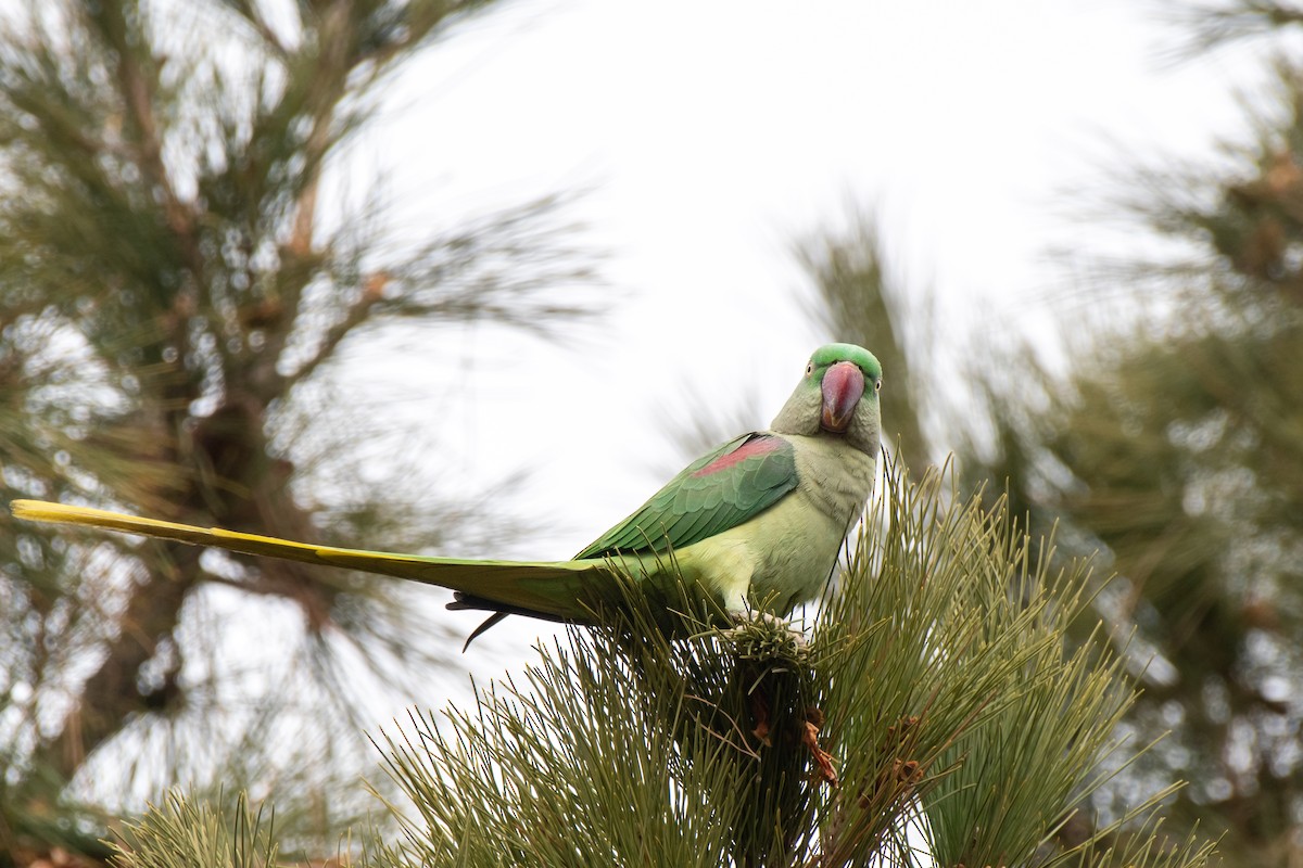 Alexandrine Parakeet - ML613548200