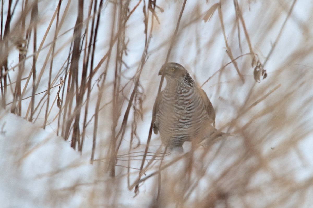 Eurasian Sparrowhawk - ML613548204