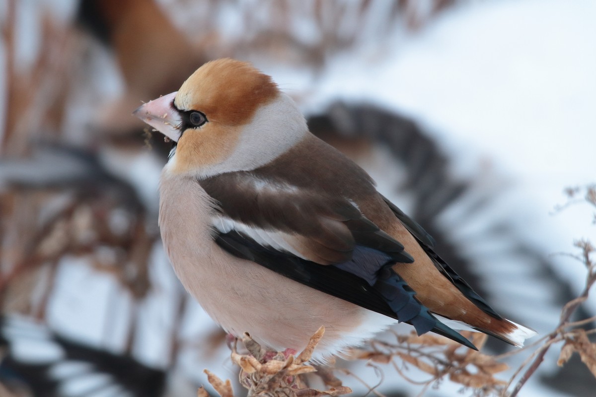 Hawfinch - ML613548207