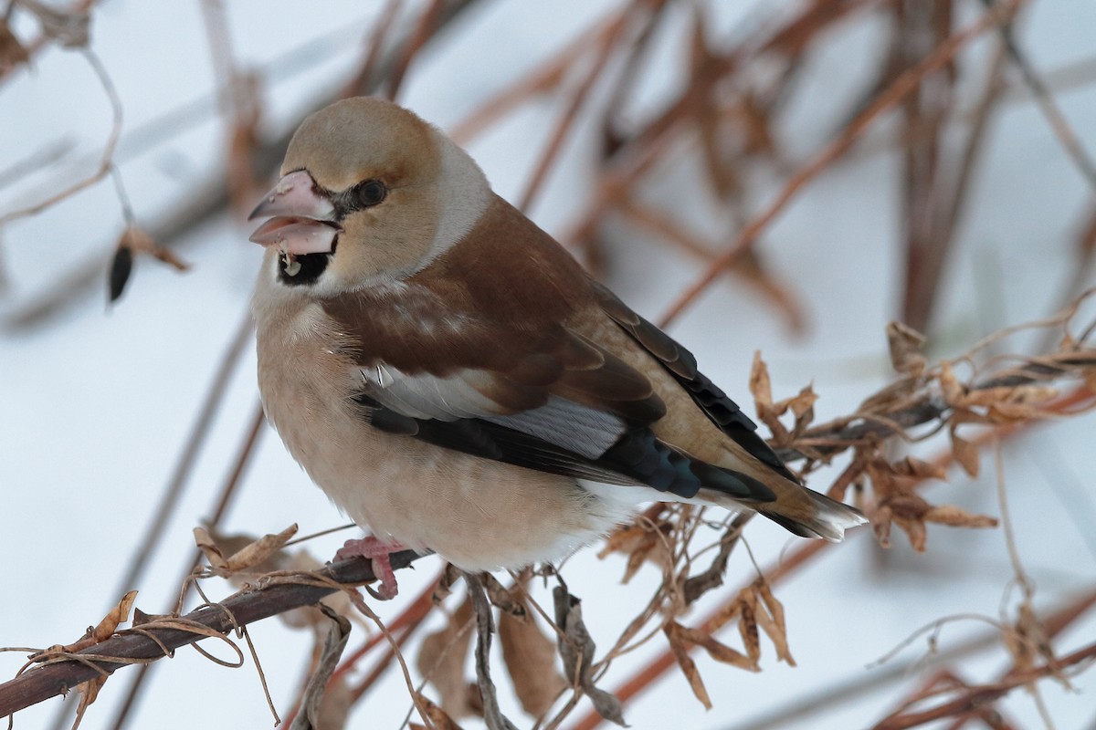 Hawfinch - ML613548208