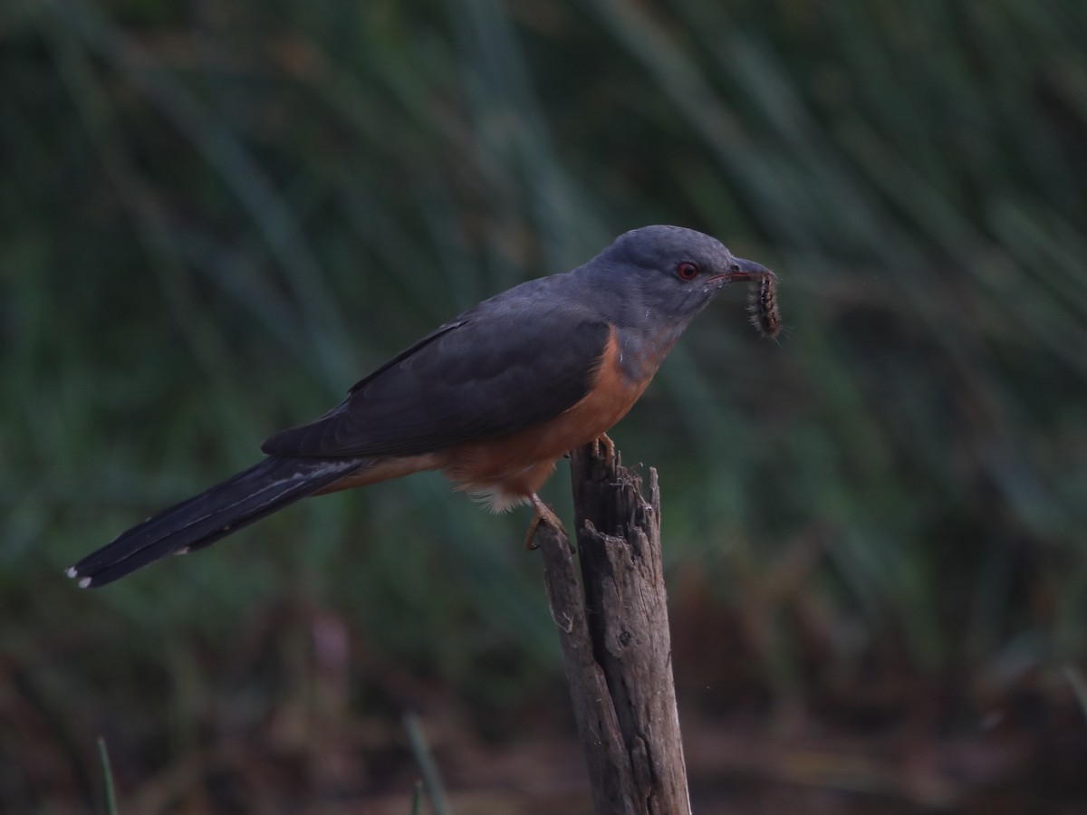 Plaintive Cuckoo - dhanapal kondasamy