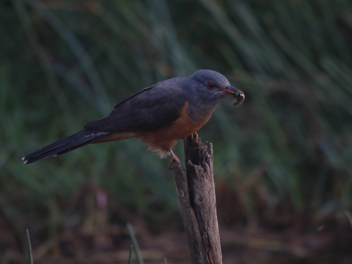 Plaintive Cuckoo - dhanapal kondasamy