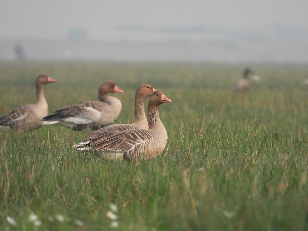 Graylag Goose - ML613548229