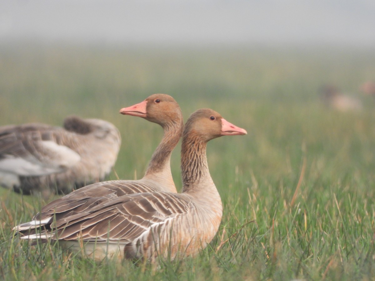 Graylag Goose - ML613548231