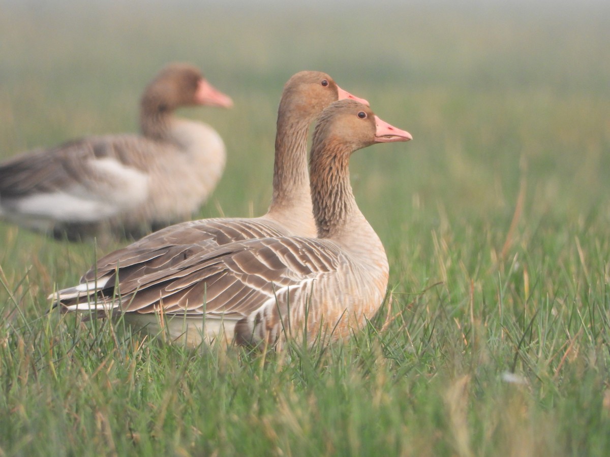 Graylag Goose - ML613548232