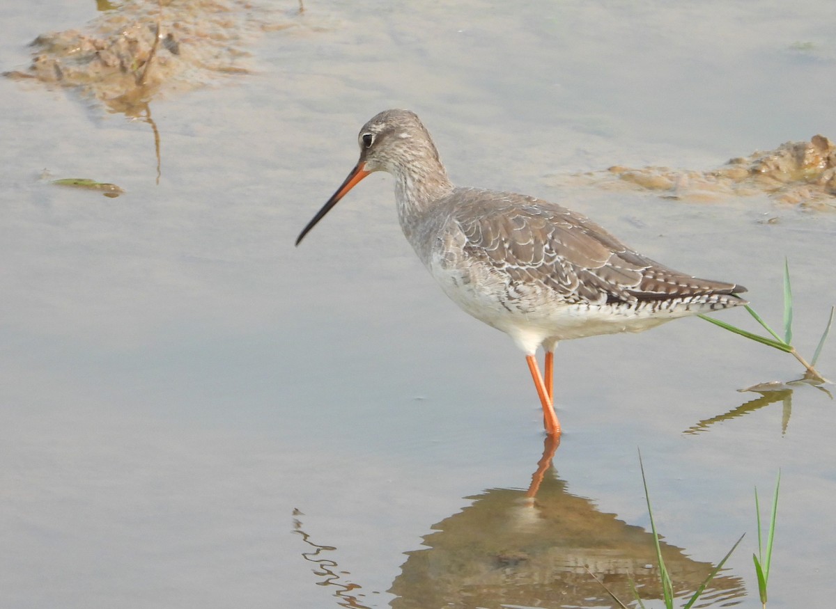 Spotted Redshank - ML613548255