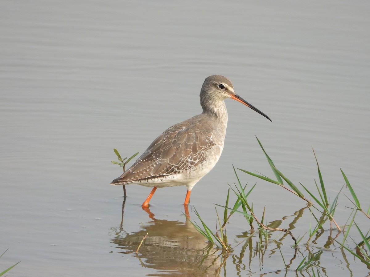 Spotted Redshank - ML613548256