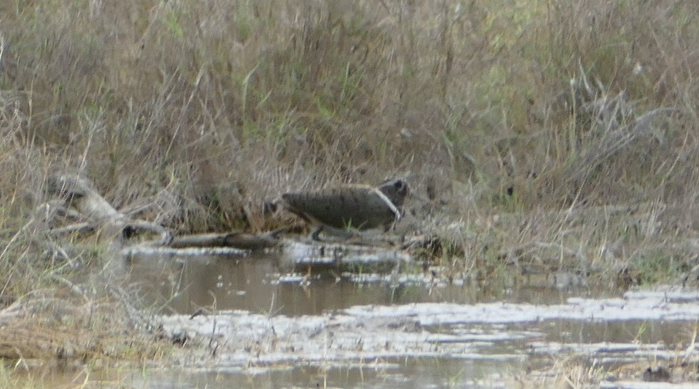Australian Painted-Snipe - ML613548278