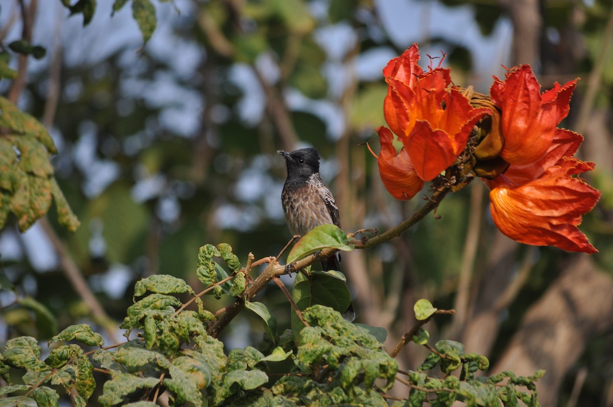 Bulbul à ventre rouge - ML613548340