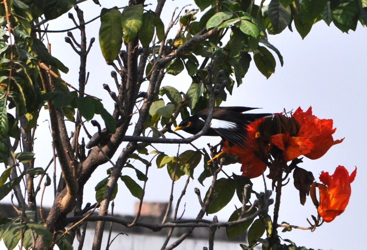 Common Myna - Ishani Yelisetty