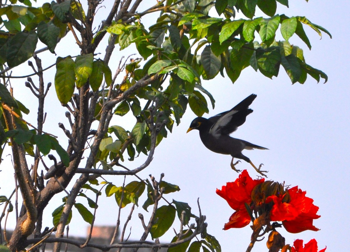 Common Myna - Ishani Yelisetty