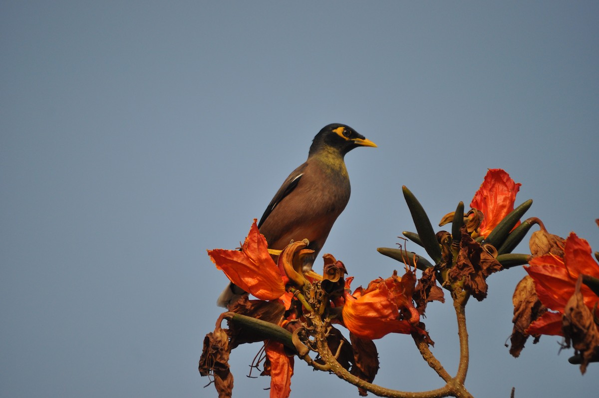 Common Myna - Ishani Yelisetty