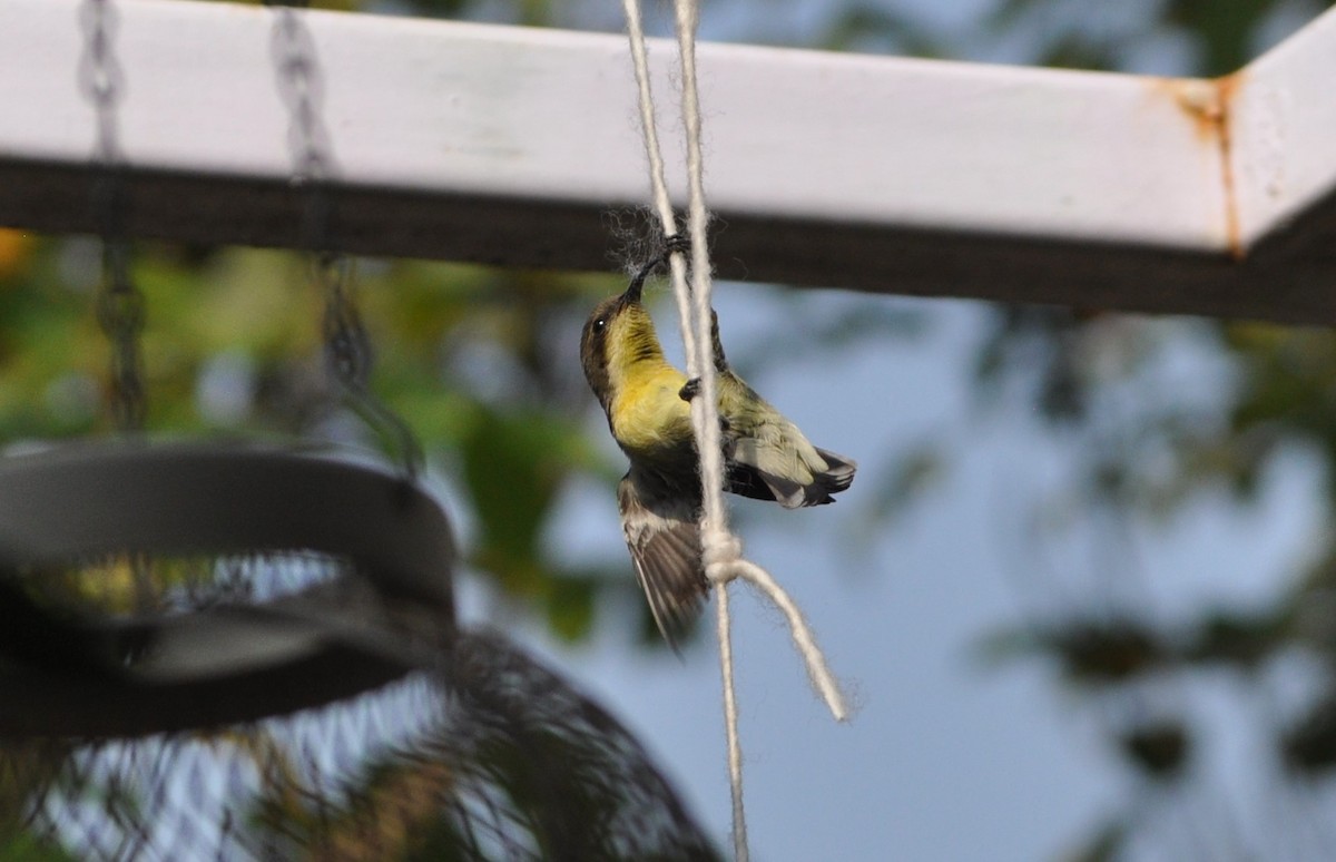 Purple Sunbird - Ishani Yelisetty