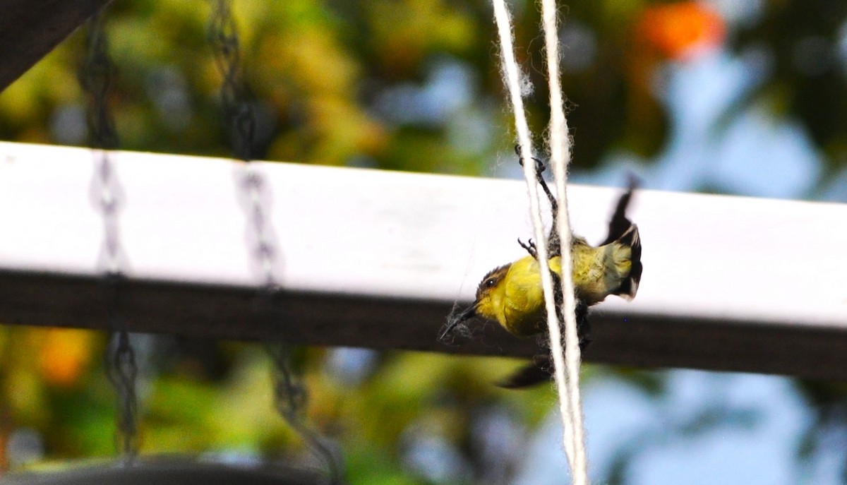 Purple Sunbird - Ishani Yelisetty