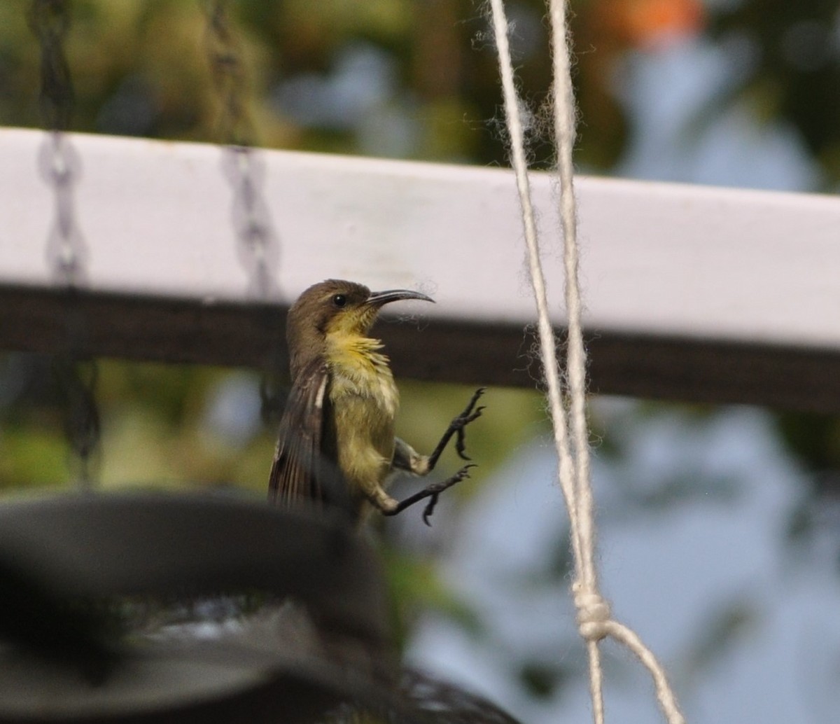 Purple Sunbird - Ishani Yelisetty