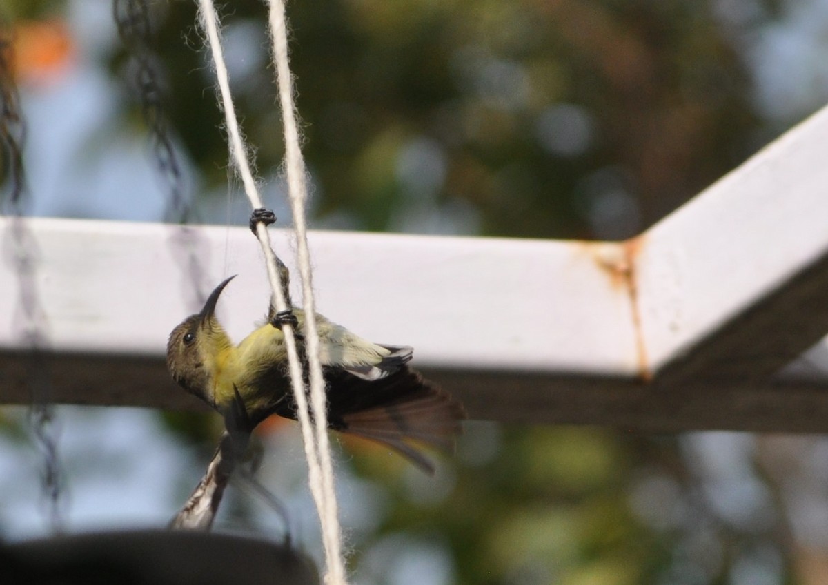 Purple Sunbird - Ishani Yelisetty