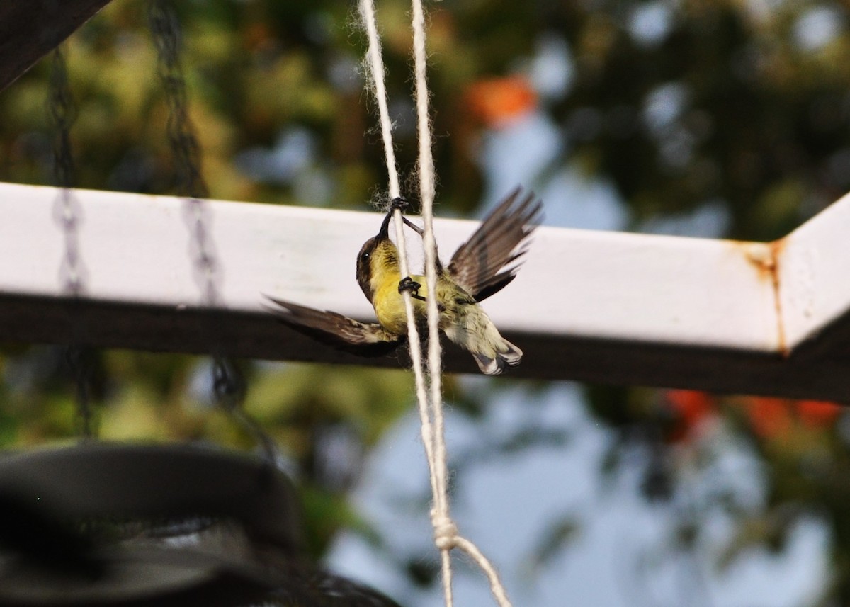 Purple Sunbird - Ishani Yelisetty