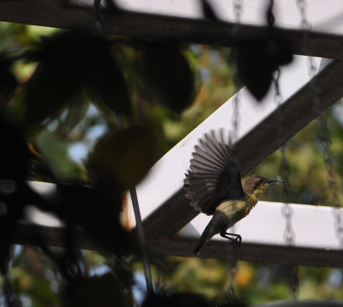 Purple Sunbird - Ishani Yelisetty