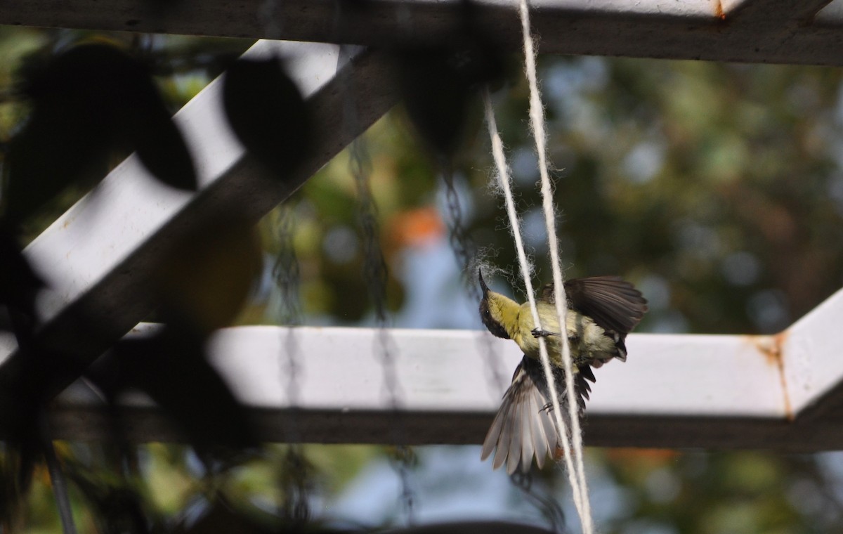 Purple Sunbird - Ishani Yelisetty