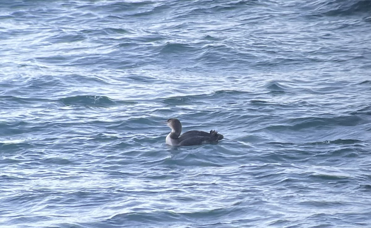 Common Loon - ML613548423