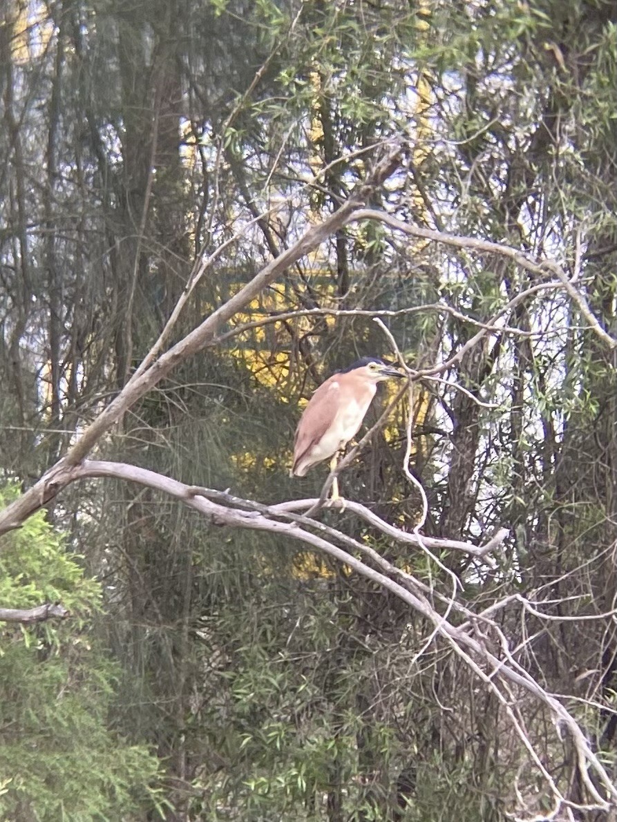 Nankeen Night Heron - ML613548444