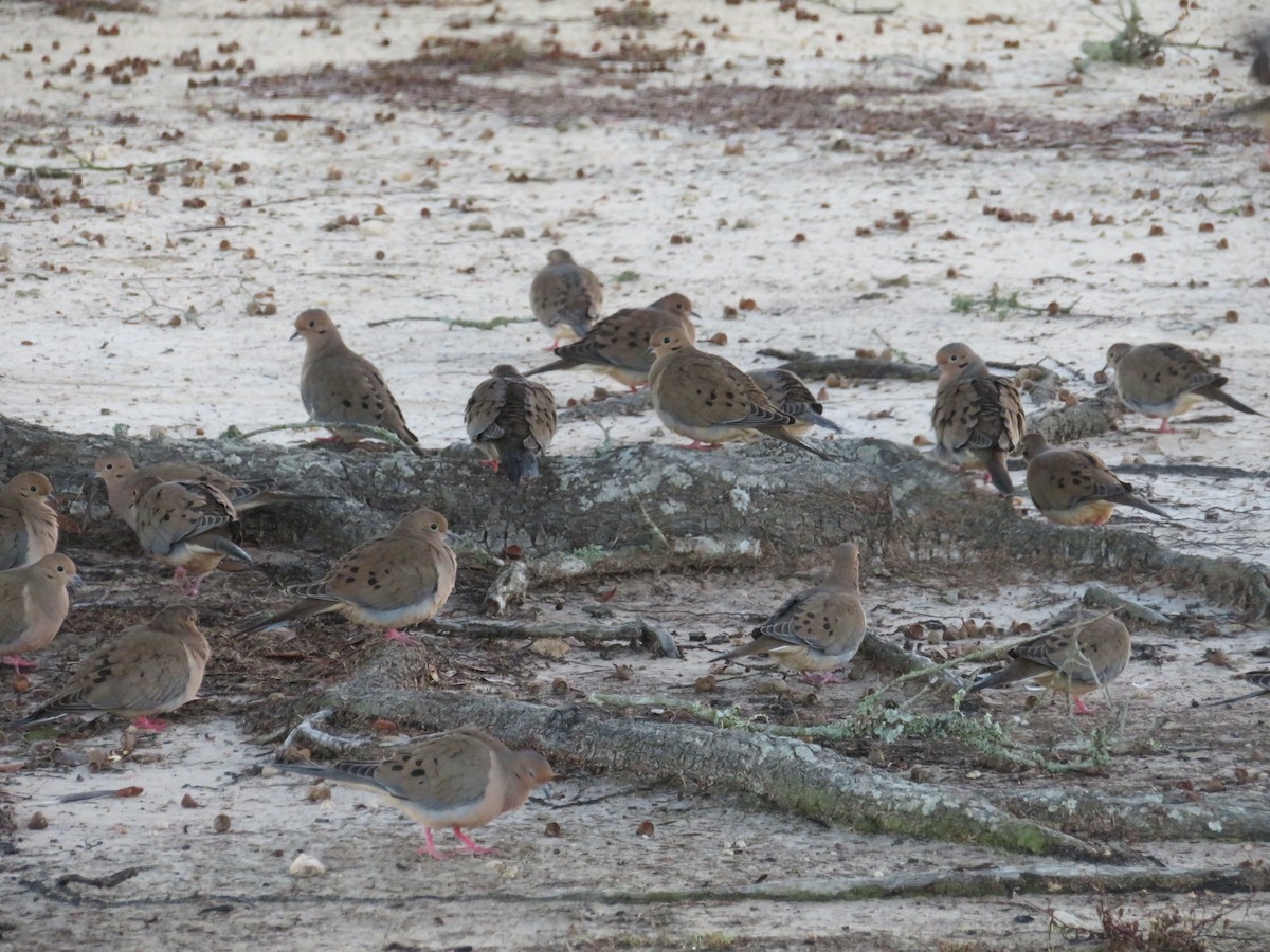 Mourning Dove - WARREN MENDENHALL