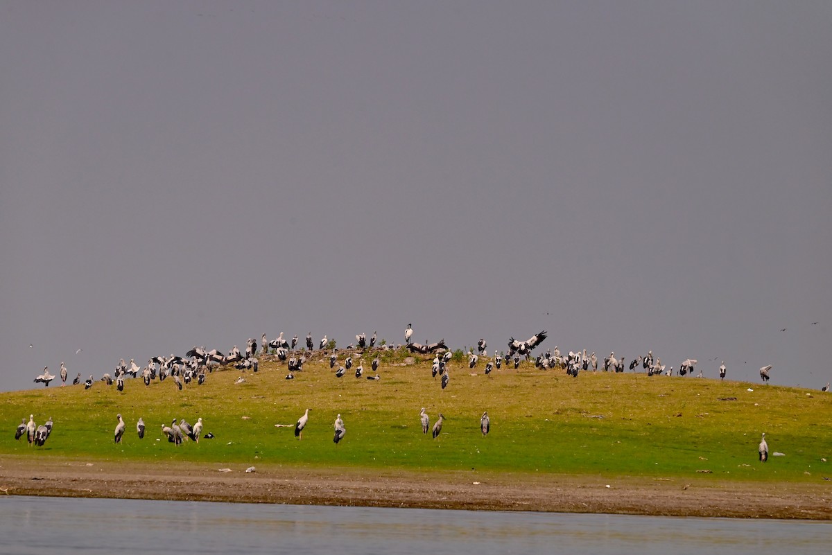 Asian Openbill - ML613548464