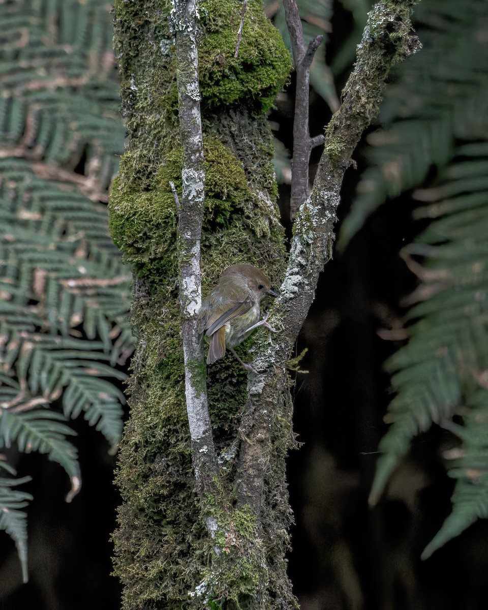 Large-billed Scrubwren - ML613548577