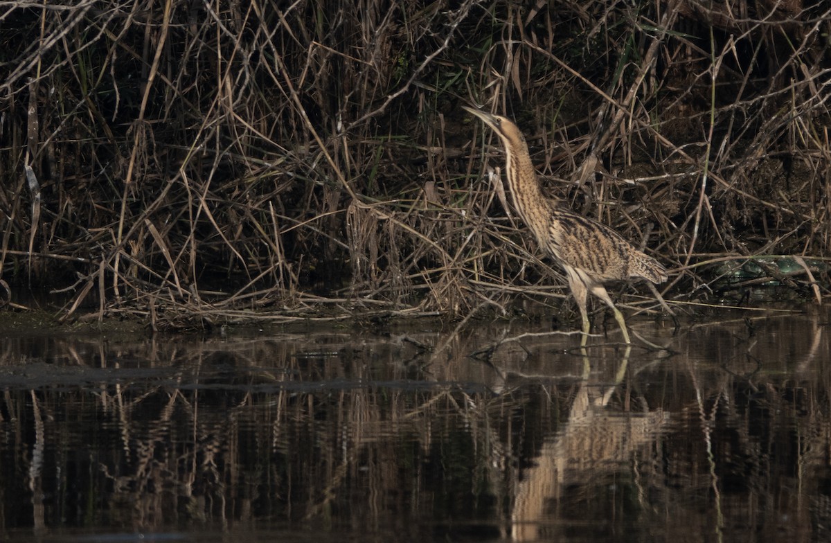 Great Bittern - ML613548630