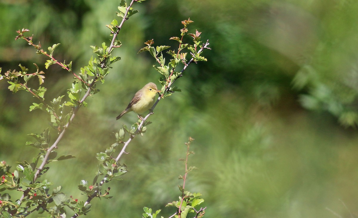Melodious Warbler - ML613548655