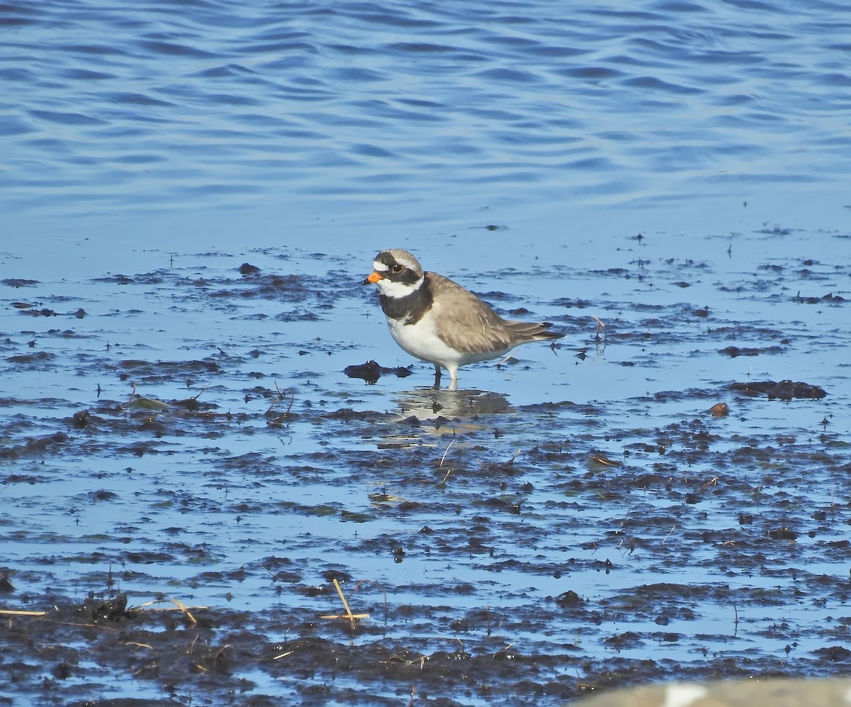 Common Ringed Plover - ML613548665