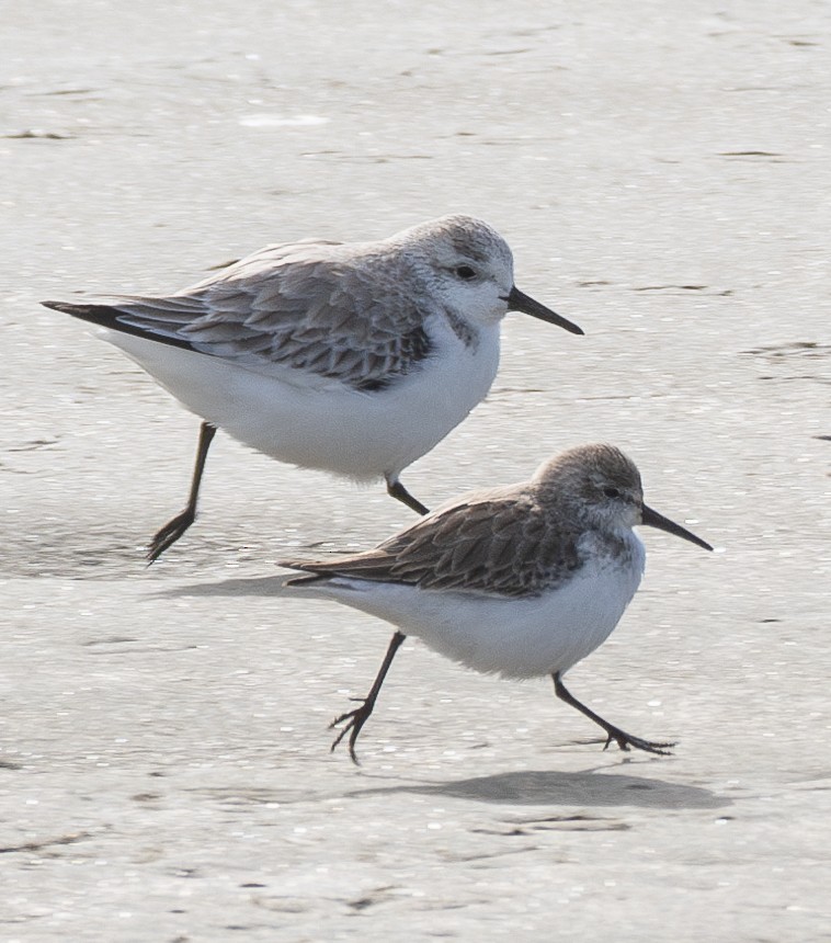 Western Sandpiper - ML613548675