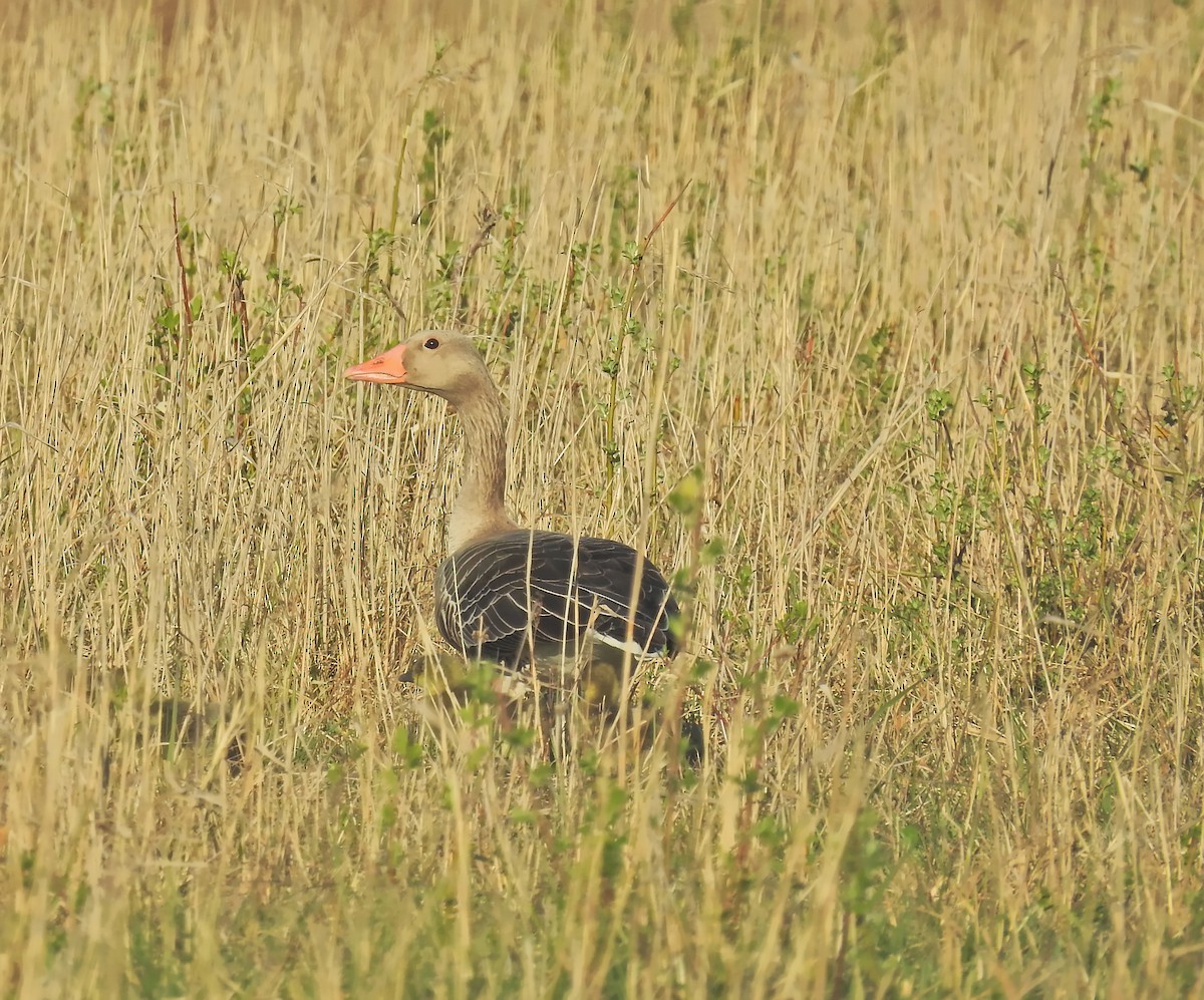 Graylag Goose - ML613548688