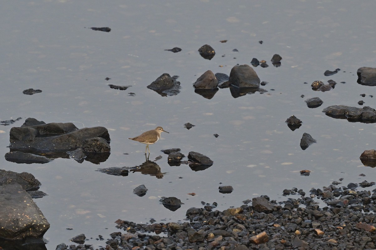 Common Sandpiper - ML613548695