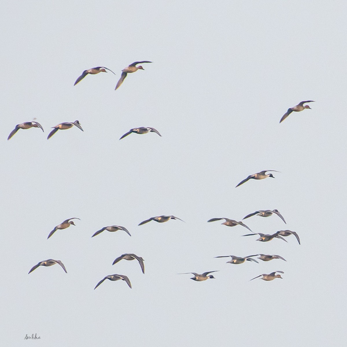 Northern Pintail - Subha N