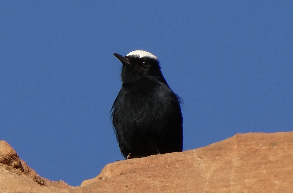 White-crowned Wheatear - ML613548823