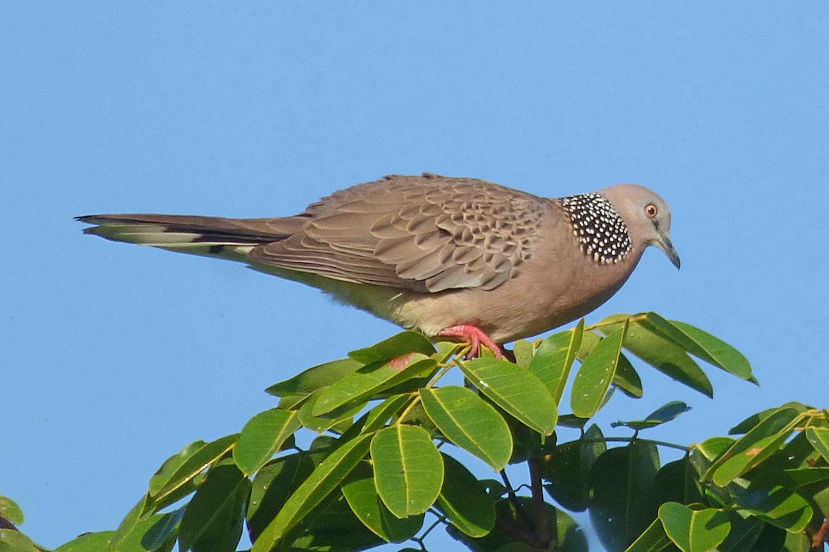 Spotted Dove - ML613548826
