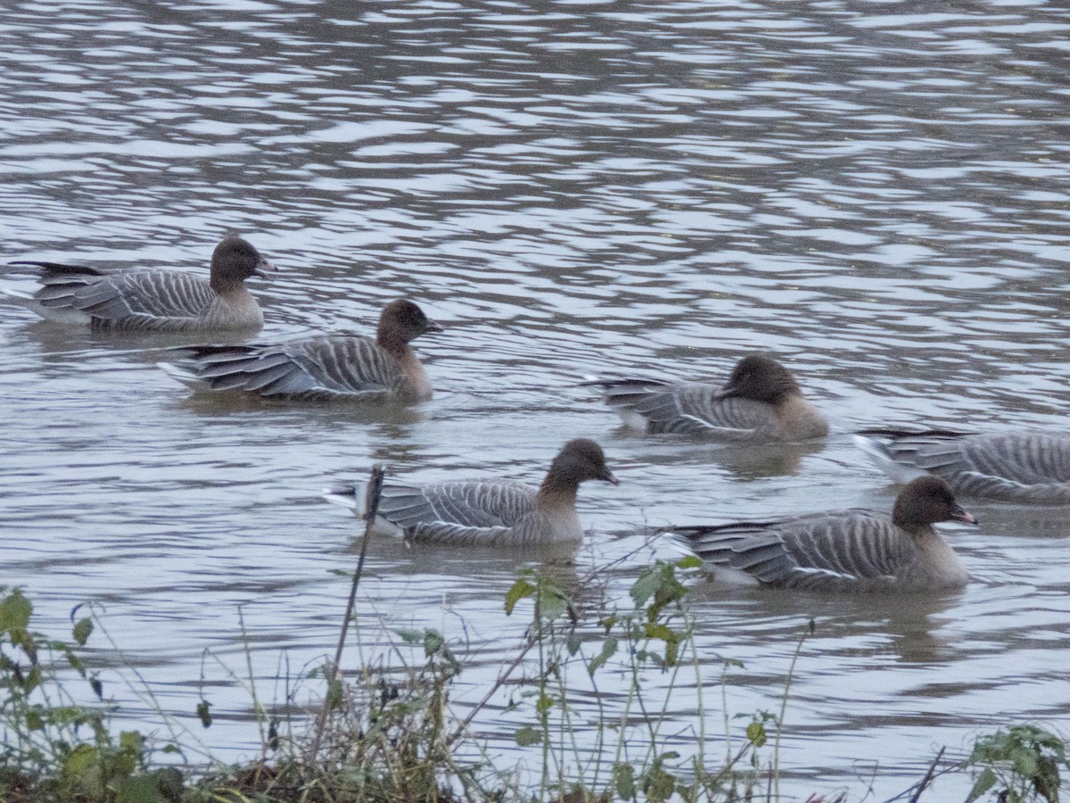 Pink-footed Goose - Hugo Schlenker