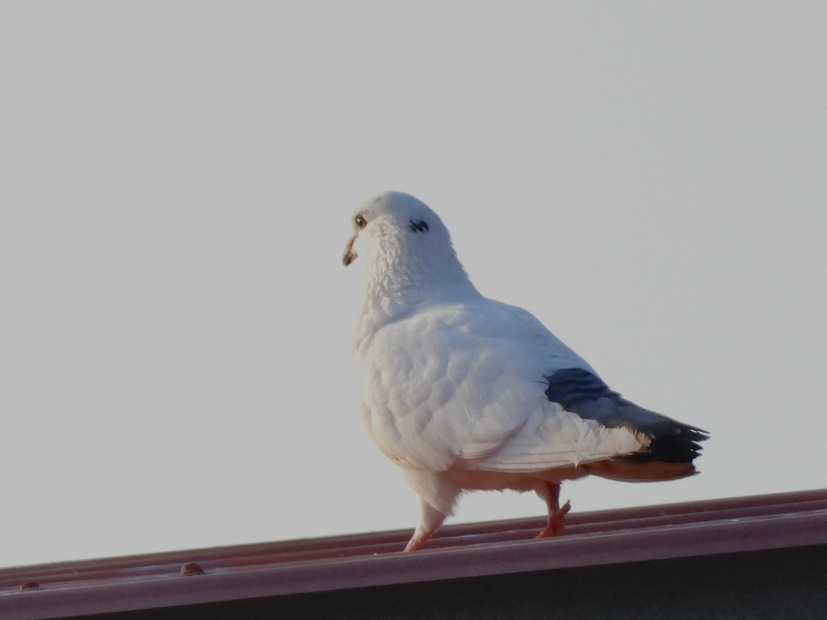 Rock Pigeon (Feral Pigeon) - ML613548918