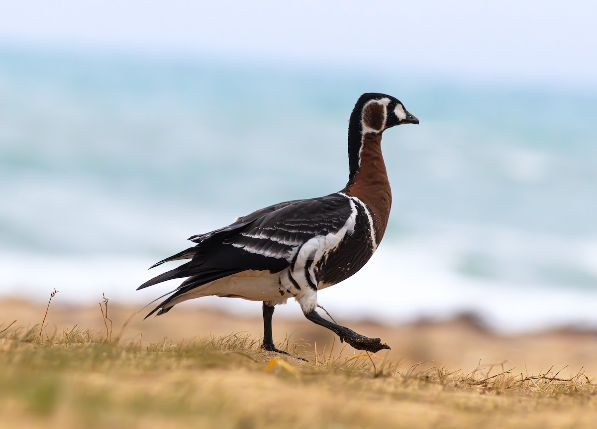 Red-breasted Goose - ML613548988