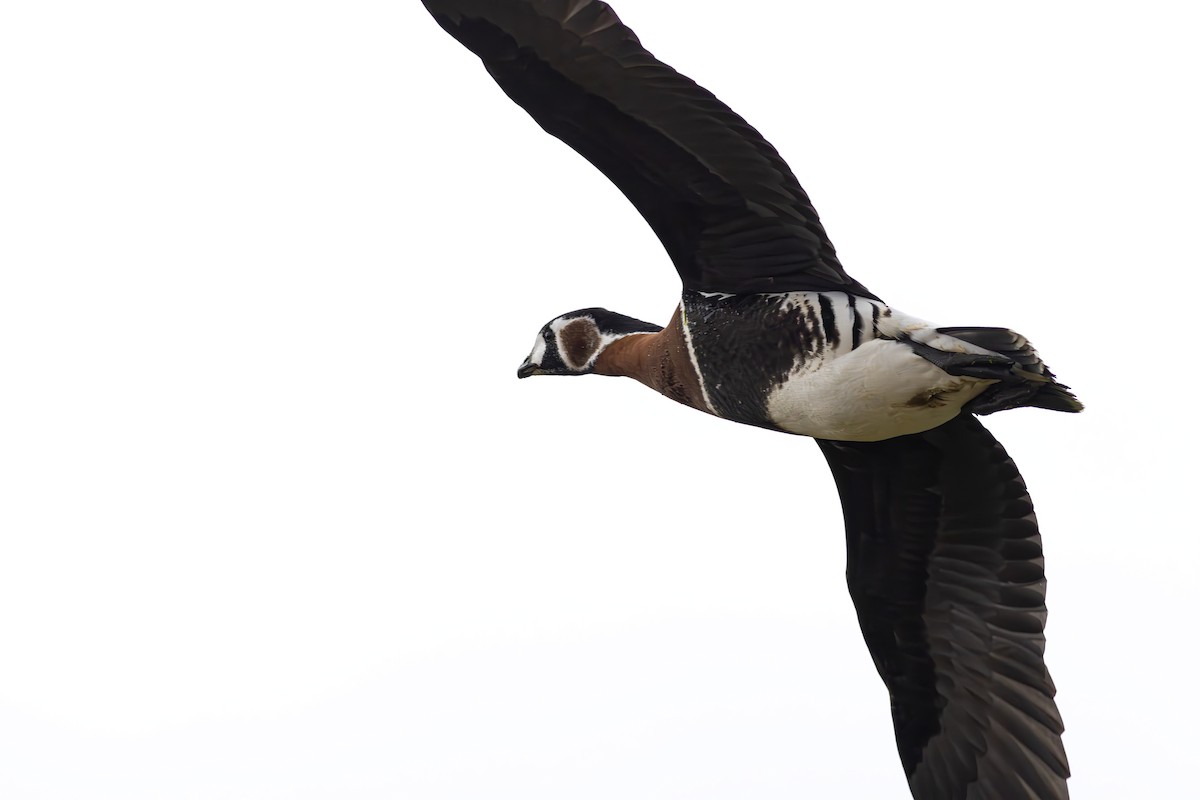 Red-breasted Goose - Alper YILMAZ