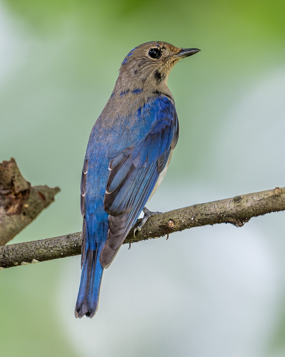 Blue-and-white Flycatcher - ML613549011