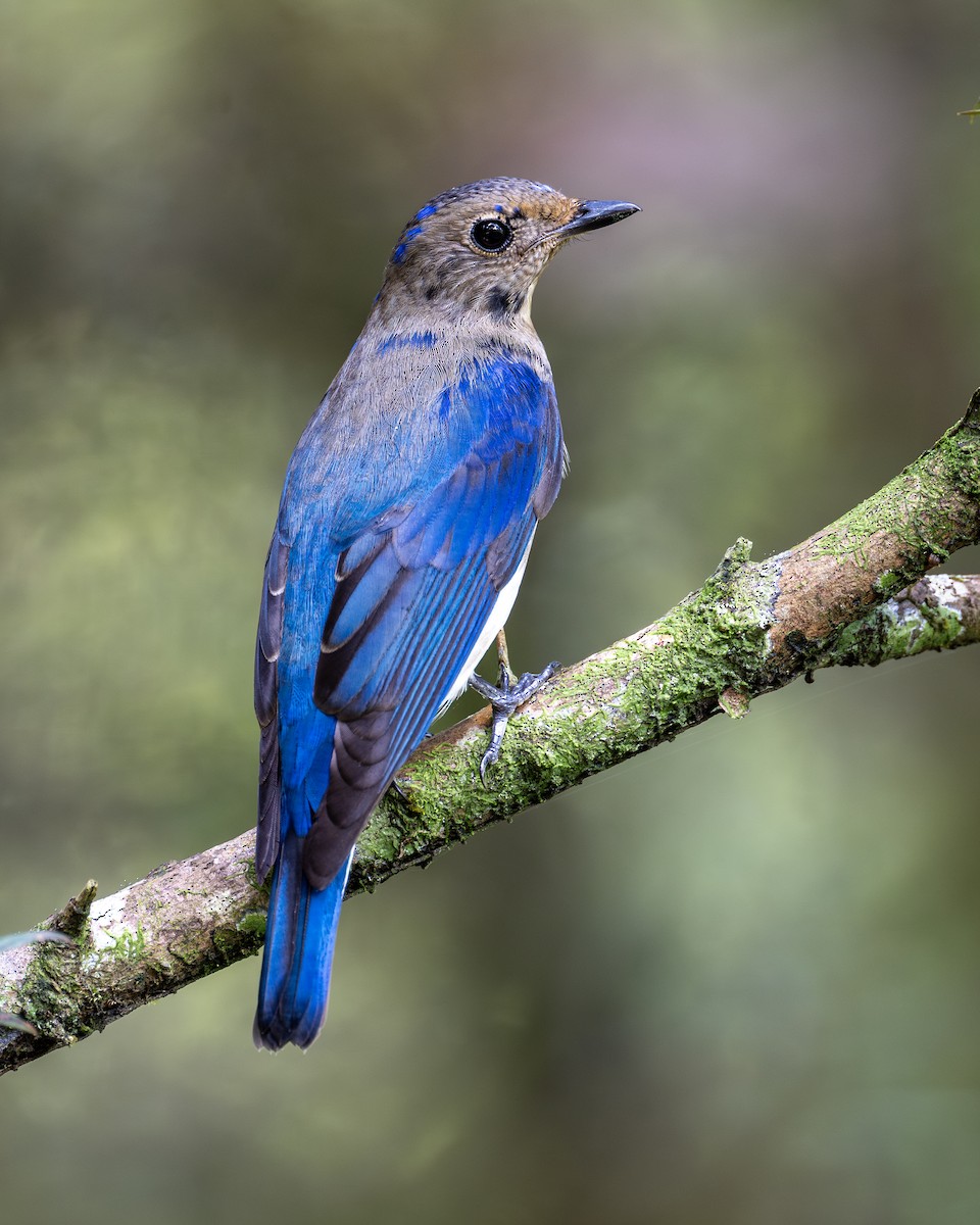 Blue-and-white Flycatcher - ML613549012
