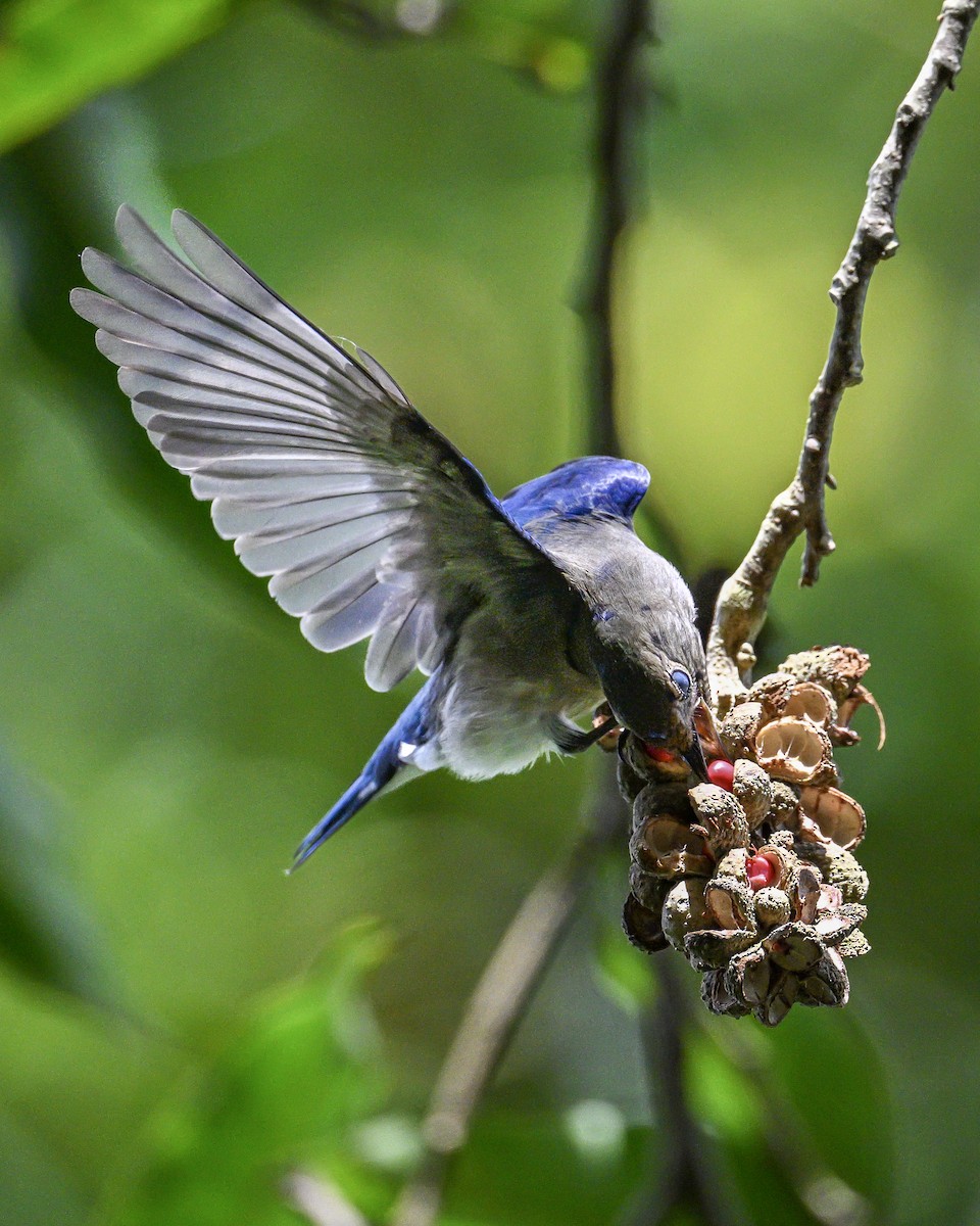 Blue-and-white Flycatcher - ML613549014