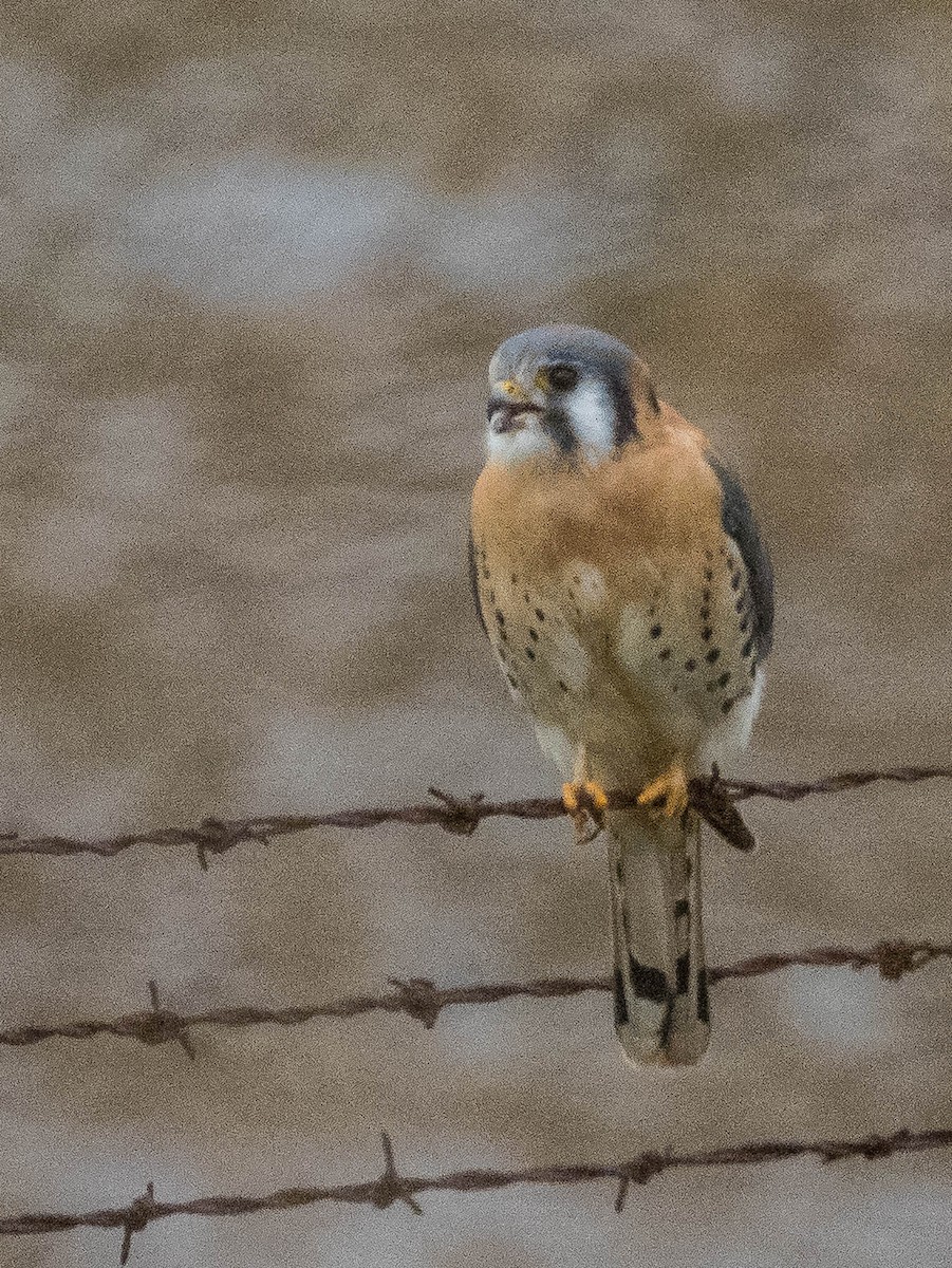 American Kestrel - ML613549019