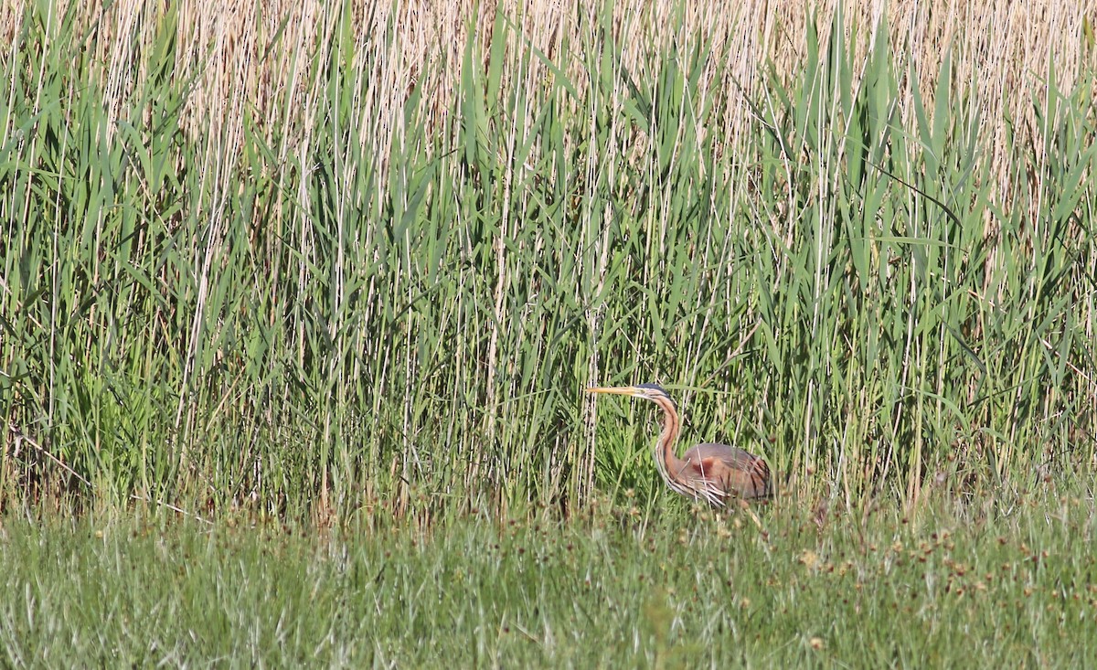 Purple Heron - ML613549051