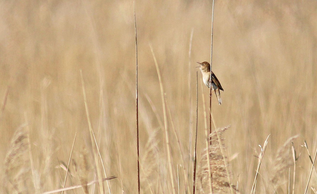 Savi's Warbler - Jon Heath