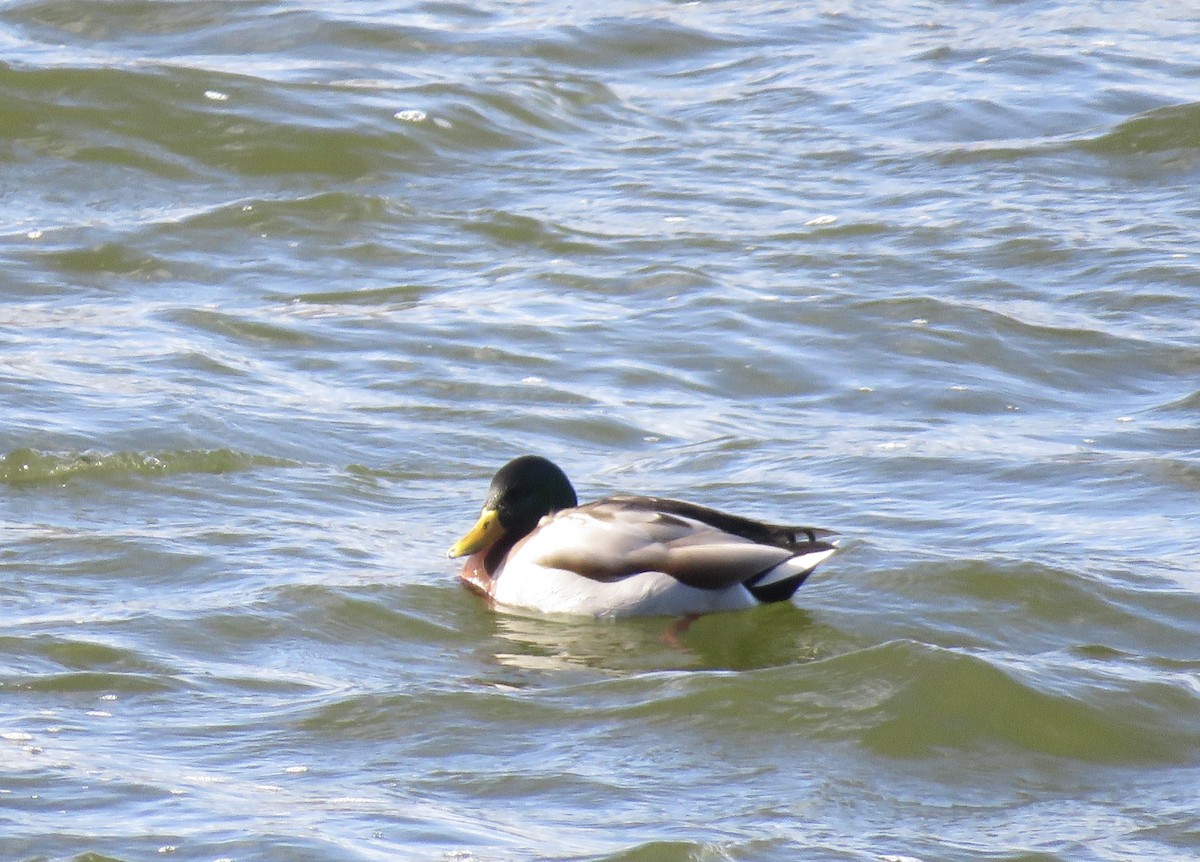 Canard colvert - ML613549059