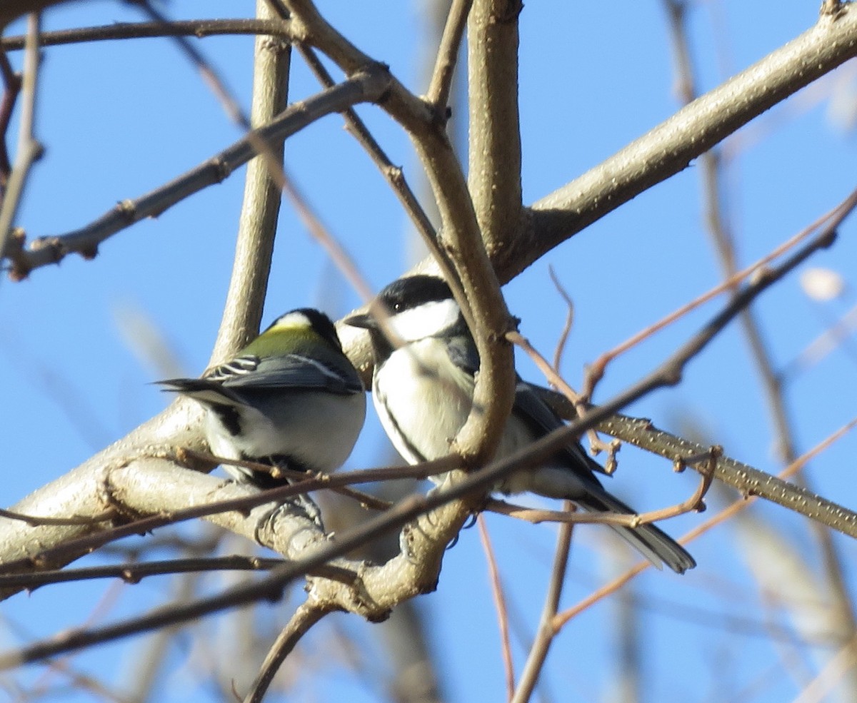 Japanese Tit - Jennifer Rycenga