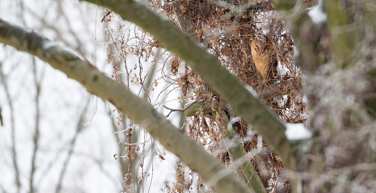 Barn Owl (Eurasian) - ML613549252